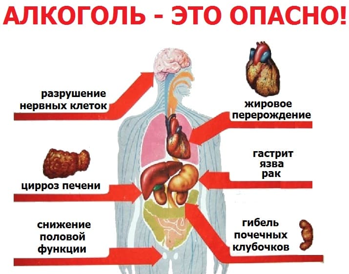 инфографика влияния алкоголя на внутренние органы