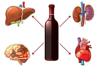 Алкоголь и внутренние органы человека